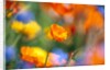 Close-up of wildflowers by Anonymous