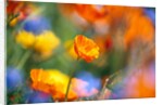 Close-up of wildflowers by Anonymous