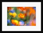 Close-up of wildflowers by Anonymous