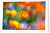 Close-up of wildflowers by Anonymous