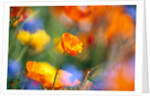 Close-up of wildflowers by Anonymous