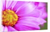 Close-up of wildflower by Anonymous