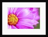 Close-up of wildflower by Anonymous