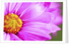 Close-up of wildflower by Anonymous