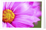 Close-up of wildflower by Anonymous