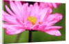 Close-up of wildflower with dew drops by Anonymous