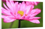 Close-up of wildflower with dew drops by Anonymous