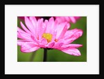 Close-up of wildflower with dew drops by Anonymous