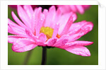Close-up of wildflower with dew drops by Anonymous