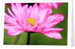 Close-up of wildflower with dew drops by Anonymous