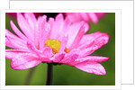 Close-up of wildflower with dew drops by Anonymous