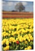 Yellow tulip field by Anonymous