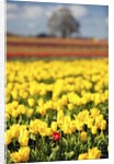 Yellow tulip field by Anonymous