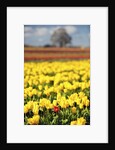 Yellow tulip field by Anonymous