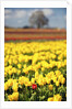 Yellow tulip field by Anonymous