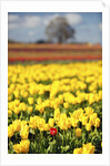 Yellow tulip field by Anonymous