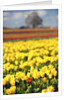Yellow tulip field by Anonymous