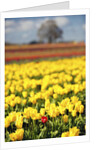Yellow tulip field by Anonymous
