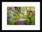 Spring flowers in Crystal Springs Rhododendron Garden, Portland, Oregon, USA by Anonymous