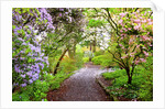 Spring flowers in Crystal Springs Rhododendron Garden, Portland, Oregon, USA by Anonymous