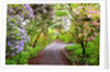 Spring flowers in Crystal Springs Rhododendron Garden, Portland, Oregon, USA by Anonymous