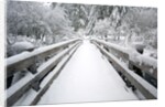 Footbridge covered in snow, Silver Falls State Park, Oregon, USA by Anonymous