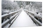 Footbridge covered in snow, Silver Falls State Park, Oregon, USA by Corbis