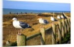 Seagulls at Boiler Bay, Oregon, USA by Anonymous