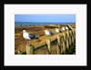 Seagulls at Boiler Bay, Oregon, USA by Anonymous