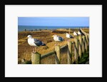 Seagulls at Boiler Bay, Oregon, USA by Anonymous