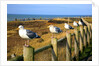 Seagulls at Boiler Bay, Oregon, USA by Anonymous