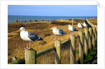 Seagulls at Boiler Bay, Oregon, USA by Anonymous
