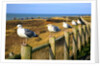 Seagulls at Boiler Bay, Oregon, USA by Anonymous