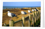 Seagulls at Boiler Bay, Oregon, USA by Anonymous