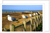 Seagulls at Boiler Bay, Oregon, USA by Anonymous