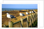 Seagulls at Boiler Bay, Oregon, USA by Anonymous