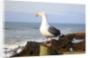 Seagull at Boiler Bay, Oregon, USA by Anonymous