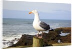 Seagull at Boiler Bay, Oregon, USA by Anonymous