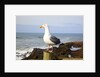 Seagull at Boiler Bay, Oregon, USA by Anonymous