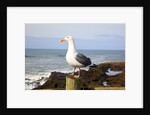 Seagull at Boiler Bay, Oregon, USA by Anonymous