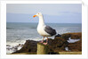 Seagull at Boiler Bay, Oregon, USA by Anonymous