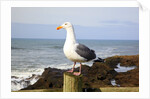 Seagull at Boiler Bay, Oregon, USA by Anonymous