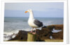 Seagull at Boiler Bay, Oregon, USA by Anonymous