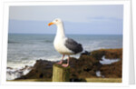 Seagull at Boiler Bay, Oregon, USA by Anonymous