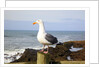 Seagull at Boiler Bay, Oregon, USA by Anonymous