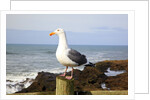 Seagull at Boiler Bay, Oregon, USA by Anonymous