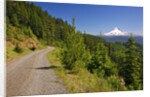 Mt. Hood from Mt. Hood National Forest. Oregon, USA by Anonymous