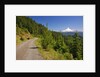 Mt. Hood from Mt. Hood National Forest. Oregon, USA by Anonymous