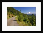 Mt. Hood from Mt. Hood National Forest. Oregon, USA by Anonymous