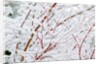 Snow on tree by Anonymous